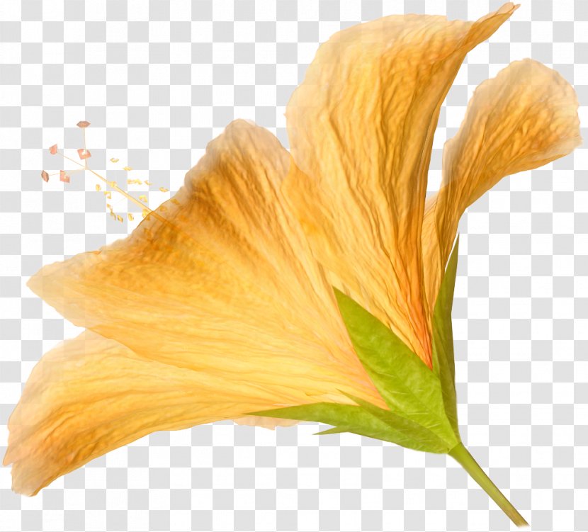 Flower Orange Hibiscus Clip Art - Color - HD Transparent PNG