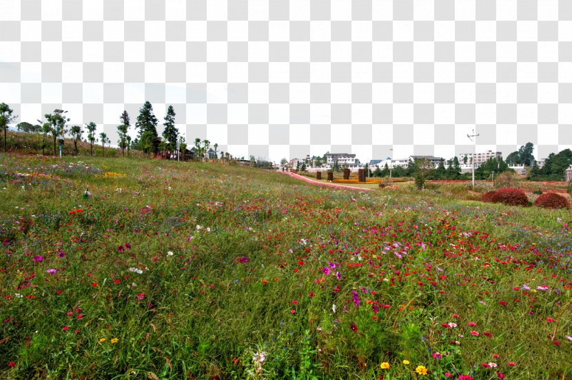 Landscape Painting Photography - Meadow - Pretty Flower Yangchangdong Town Transparent PNG
