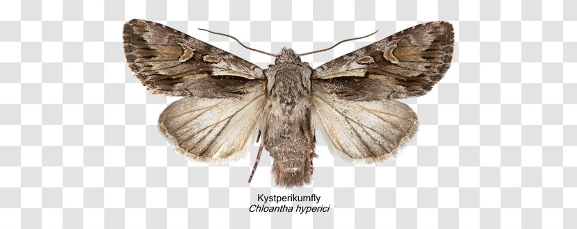 Silkworm Moth Brush-footed Butterflies IPhone Naver Blog - Apple - Butterfly Transparent PNG