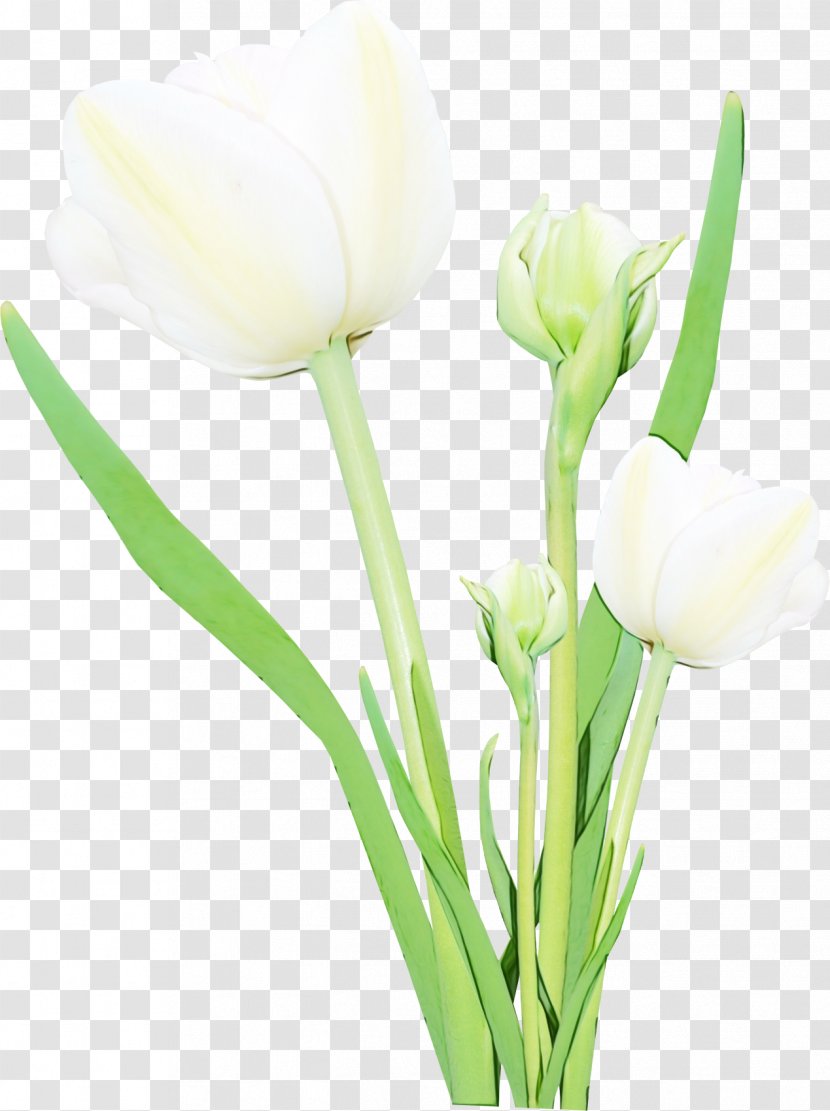Watercolor Pink Flowers - Artificial Flower Arum Family Transparent PNG