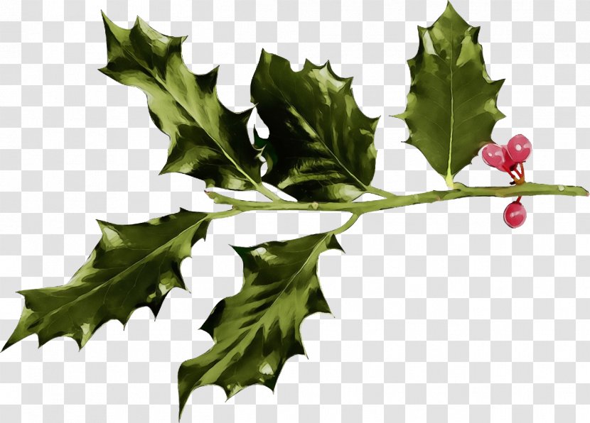 Holly - American - Black Maple Plane Transparent PNG