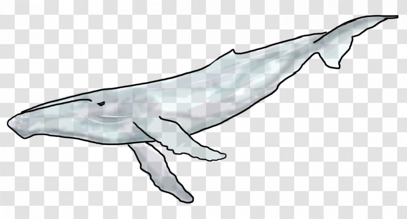 Common Bottlenose Dolphin Tucuxi Rough-toothed White-beaked - Fauna Transparent PNG
