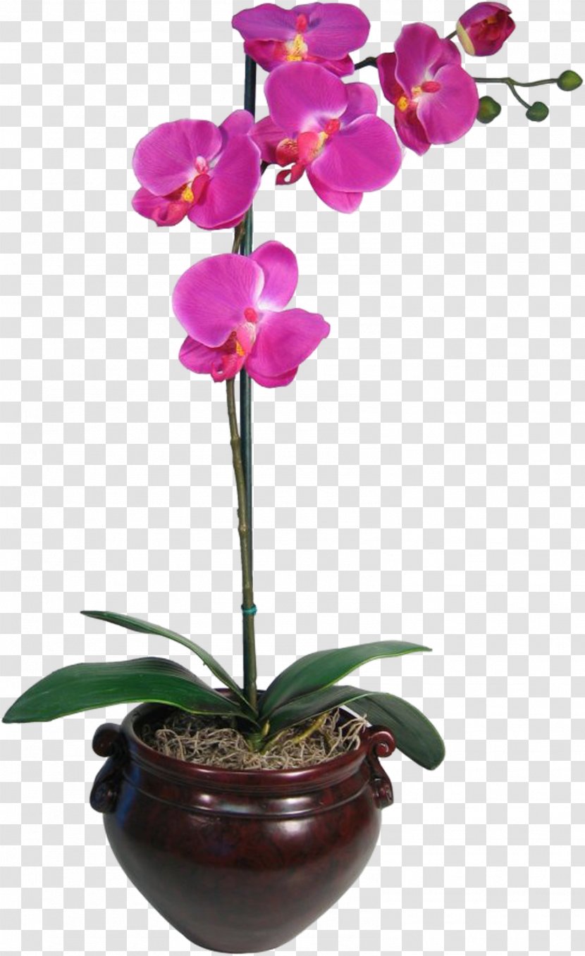Moth Orchids Flower Red Plant Transparent PNG