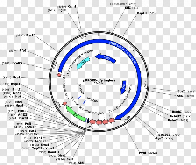 E. Coli Green Fluorescent Protein Plasmid Bacteria Production - Expression Vector Transparent PNG