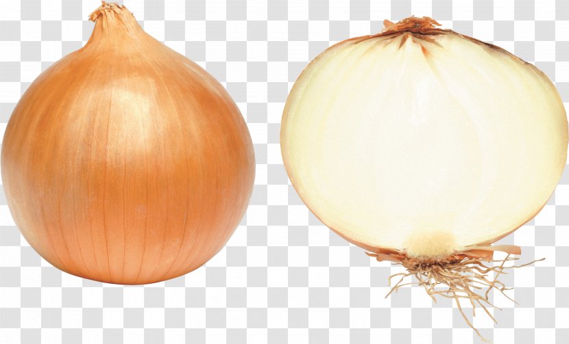 Onion Vegetable - Flower - Image Transparent PNG
