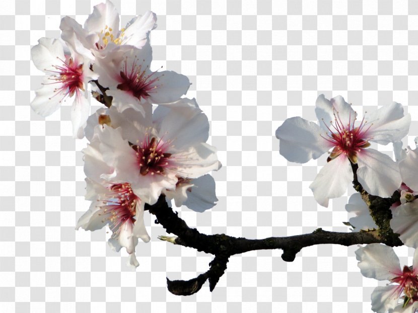 Almond Blossoms Cherry Blossom Peach - Flower - White Transparent PNG