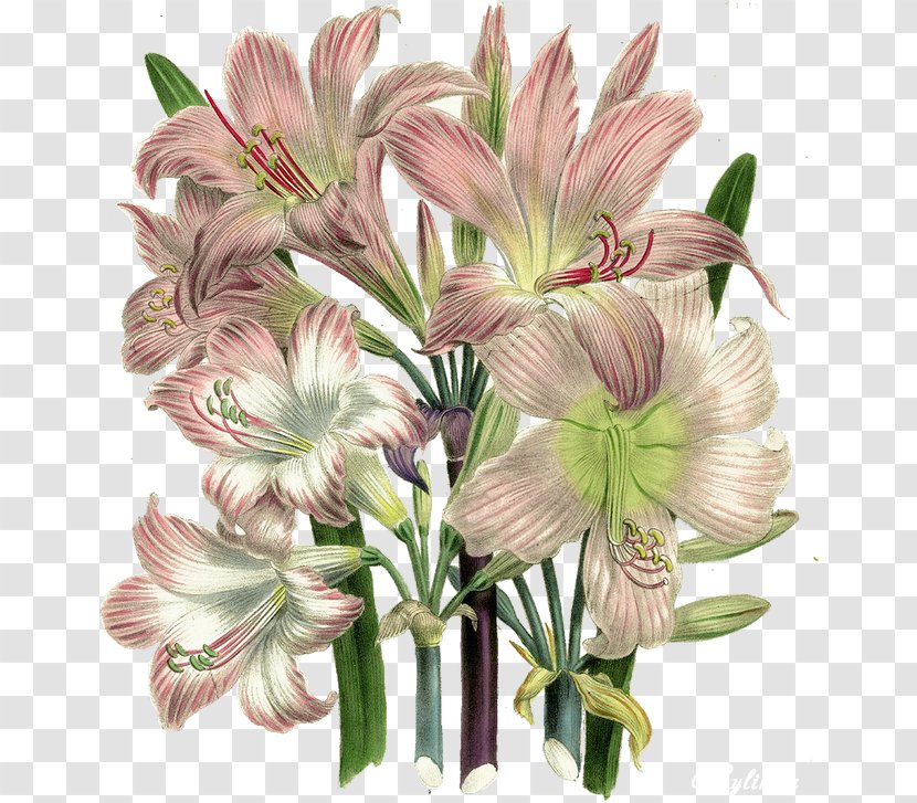 Flower Flowering Plant Cut Flowers Amaryllis Belladonna - Pink - Petal Lily Transparent PNG