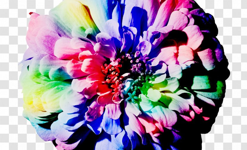 Cut Flowers Floral Design Floristry Mindfulness - Flower Arranging - Creative Transparent PNG