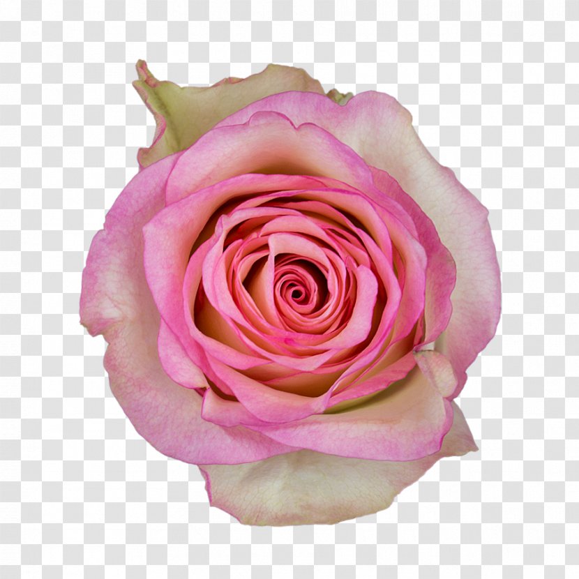 Garden Roses Cabbage Rose Floribunda Cut Flowers Petal - Kissing Suzy Kolber Transparent PNG