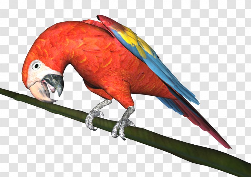 Budgerigar Macaw Parrot Bird Parakeet - Parrots Transparent PNG