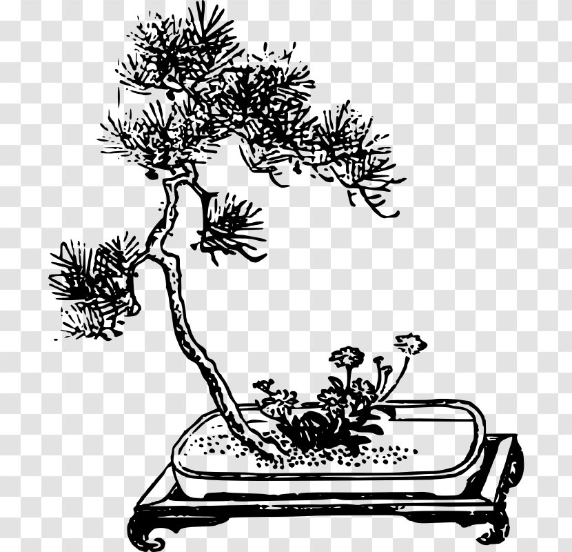 Branch Bonsai Da Interno Chinese Sweet Plum Houseplant - Ficus Retusa - Tree Transparent PNG