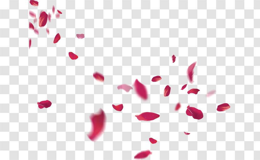 Petal Flower Pink Beach Rose - Petals Falling Transparent PNG