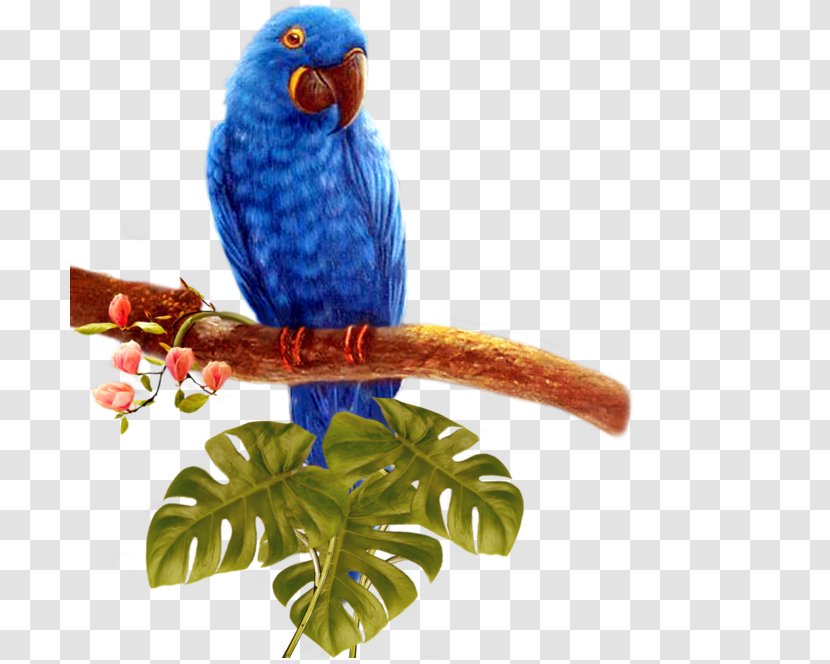 Bird Parrot - Parakeet - Blue Transparent PNG