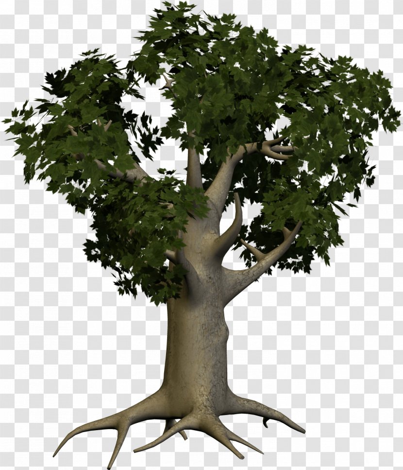 Tree Clip Art - Secondary Growth - Image Transparent PNG
