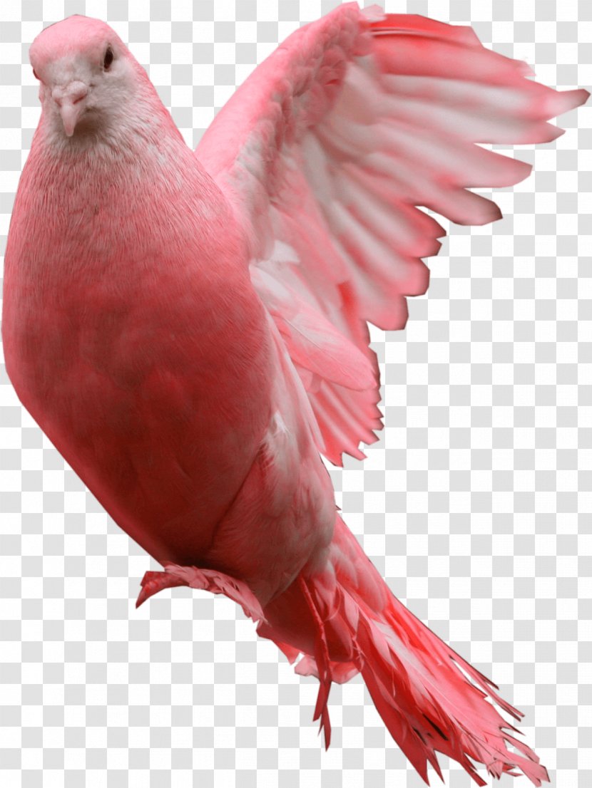 Domestic Pigeon Blessing - Unique Saturday - Pink Image Transparent PNG