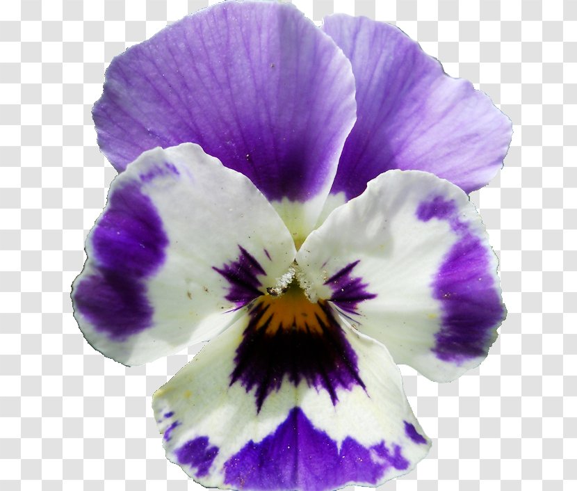 Pansy Violet Lilac Flower Viola Sororia - Iris - Camellia Vector Transparent PNG