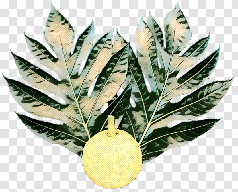 Mango Leaf - Breadfruit - Houseplant Pouteria Caimito Transparent PNG