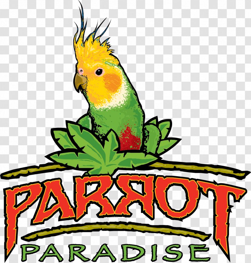 Parrot Bird Parakeet Macaw Pet - Cockatiel Transparent PNG