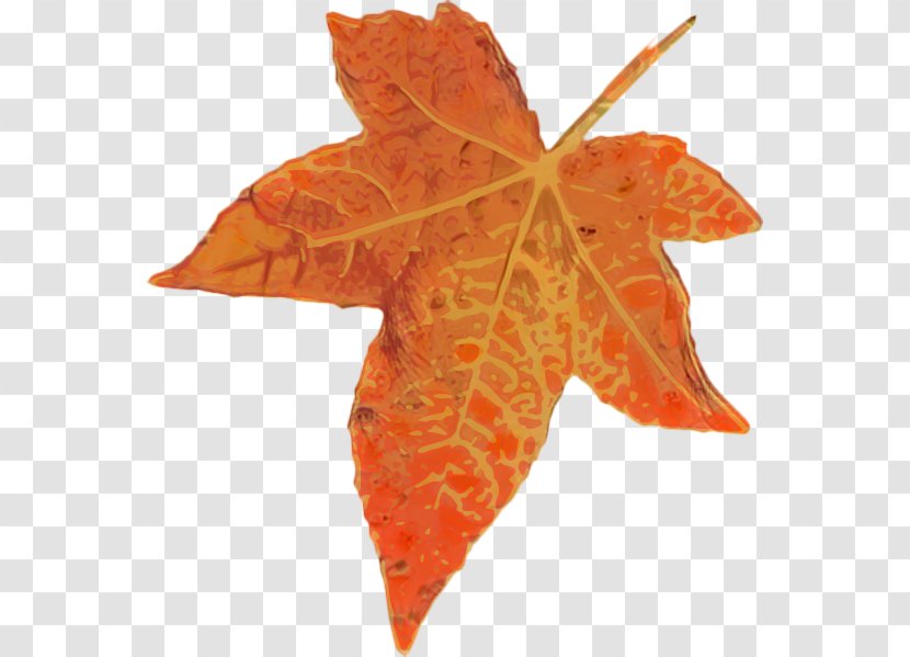 Maple Leaf - Sweet Gum Transparent PNG