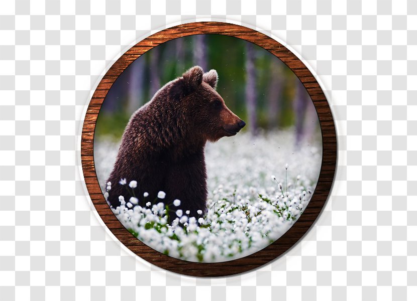 Grizzly Bear Stock Photography Eurasian Brown Travel Taiga - Crociera Transparent PNG