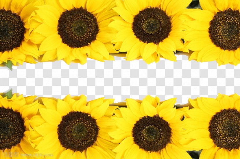 Common Sunflower - Seed - Border Transparent PNG