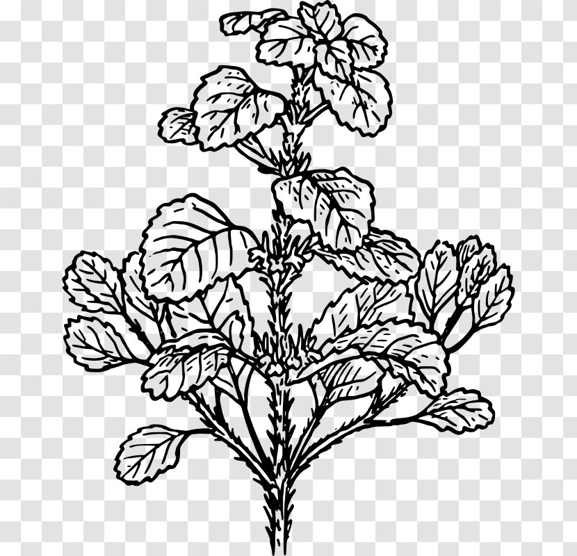 White Horehound Plant Herb Clip Art - Tree - Mint Flowers Transparent PNG