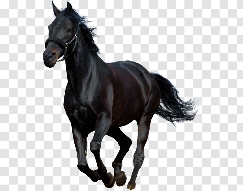 Black Beauty Audiobook (Illustrated Classics) Horse Stallion - Supplies Transparent PNG