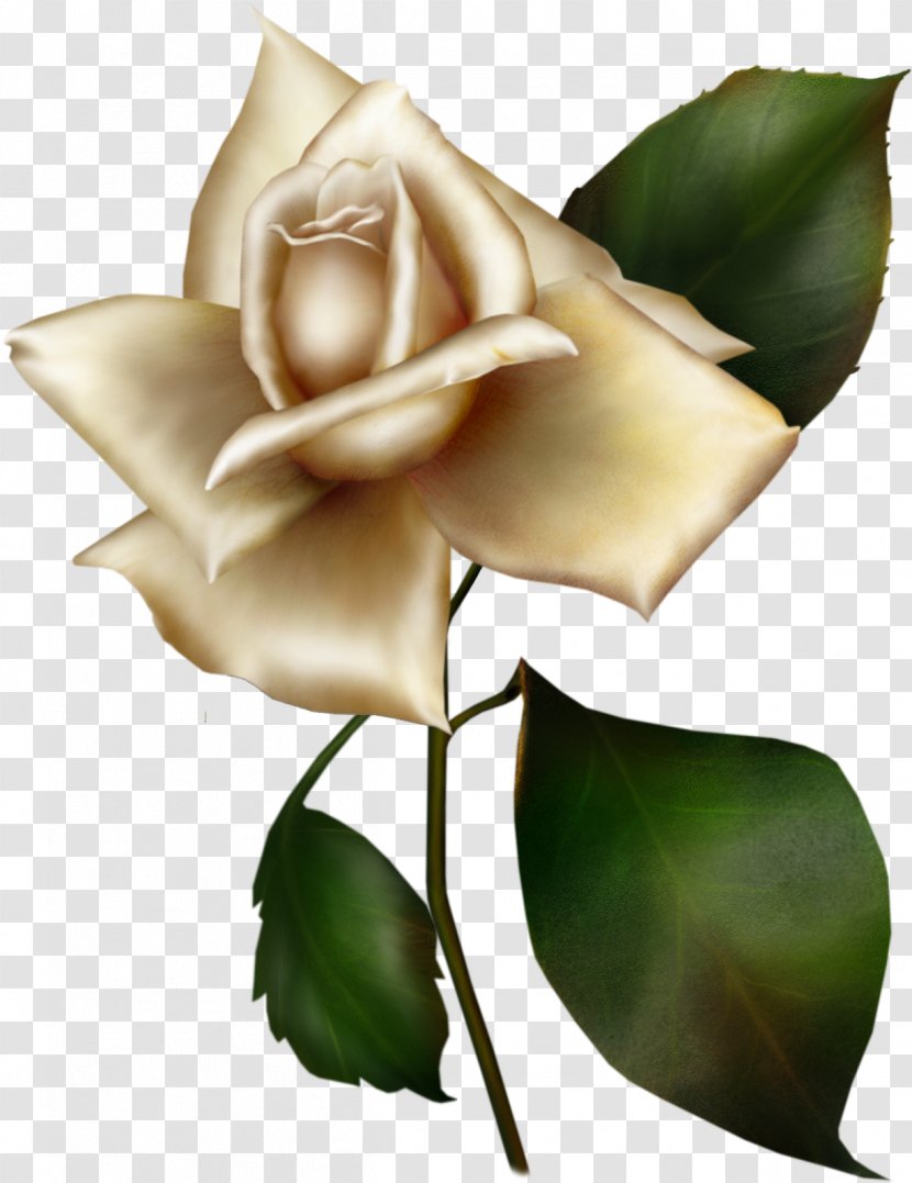 Garden Roses Flower Rosa Gallica Blue Rose Lilac - White Transparent PNG