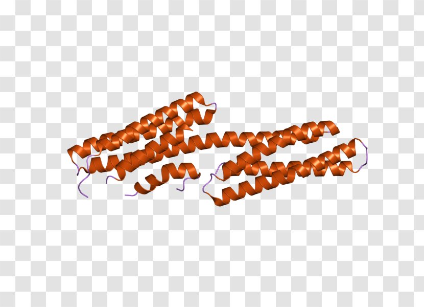 Vinculin Integrin Cytoskeleton Actin Protein - Cell Membrane - Mammal Transparent PNG