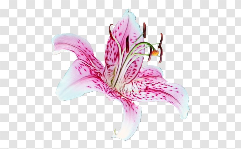 Tiger Lily Madonna 'Stargazer' Easter Clip Art - Flowering Plant - Amaryllis Family Transparent PNG
