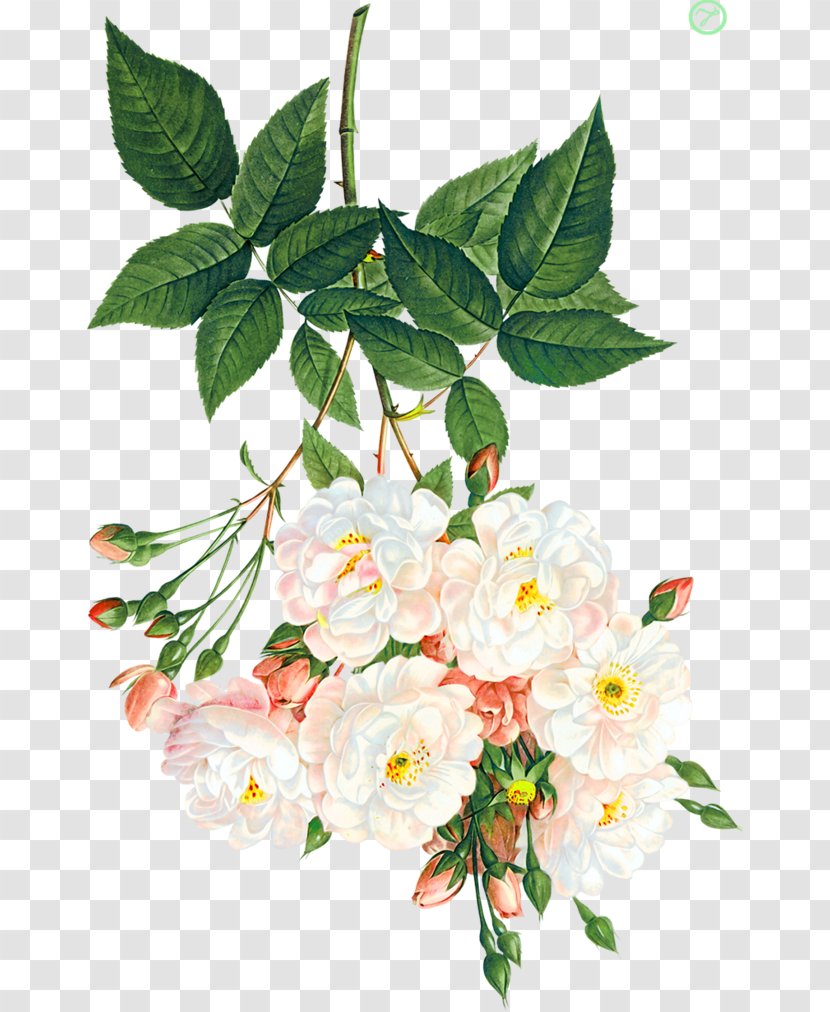 Centifolia Roses Rosa Multiflora Beach Rose Flower - Artificial - White Flowers Transparent PNG