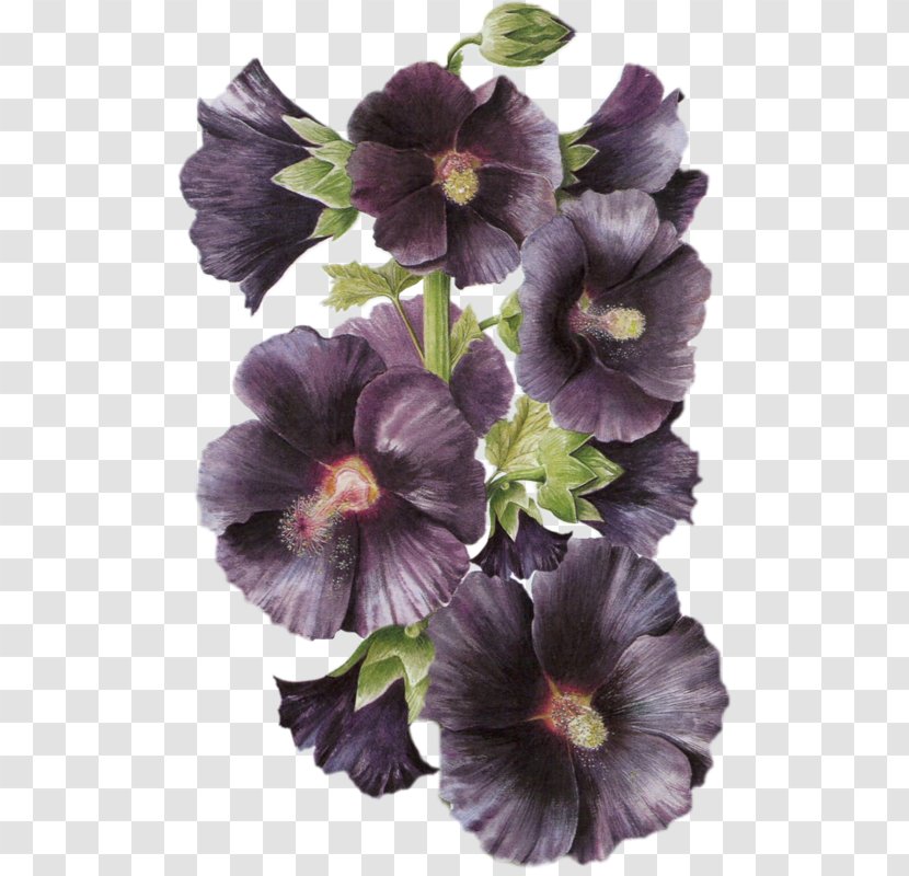 Flower Pansy Petal - Violet Family Transparent PNG