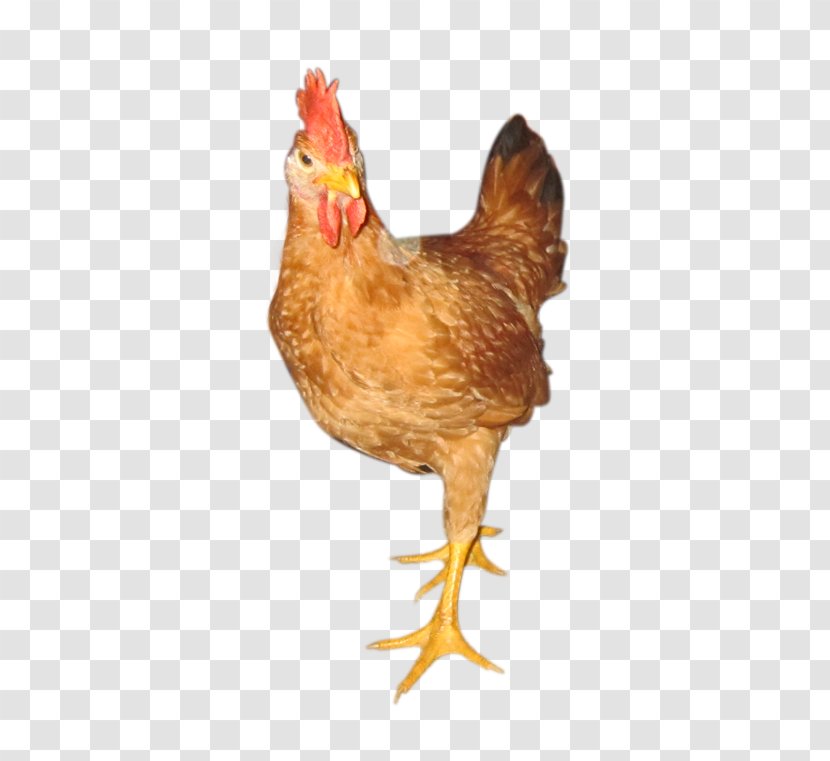 Rooster Kien Chicken Broiler Gà Ta Lai White-faced Black Spanish - Fowl Transparent PNG