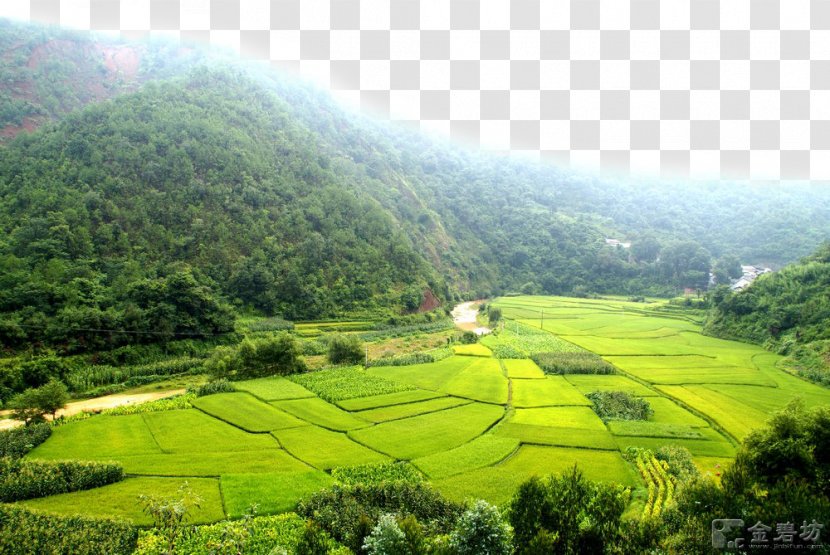 Paddy Field Shulin District - Grassland - The Rice Fields In Woods Transparent PNG