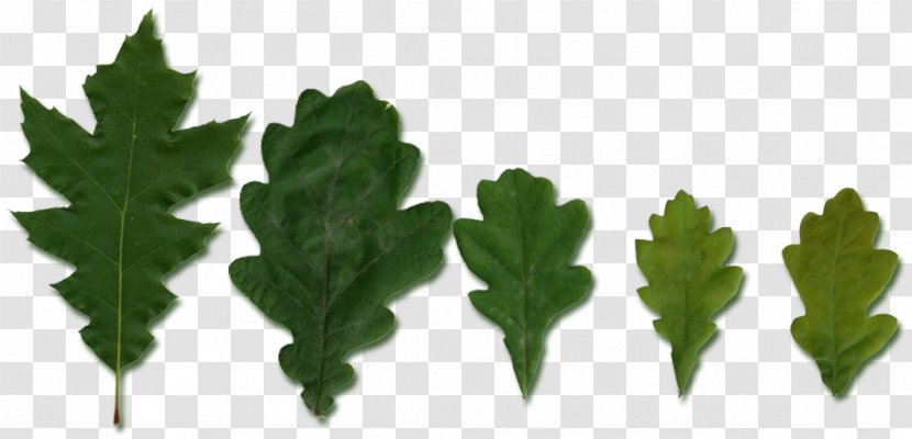 Leaf Vegetable Plant Stem Tree Transparent PNG