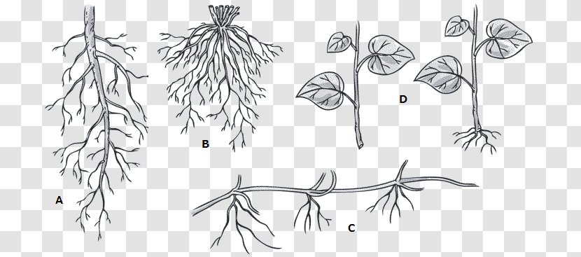 Twig /m/02csf Line Art Plant Stem Drawing - Tree - Root System Transparent PNG