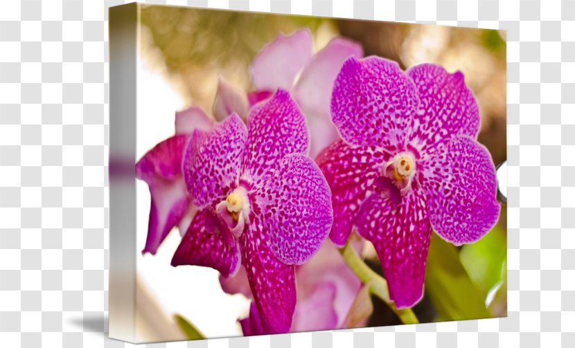 Moth Orchids Cattleya Dendrobium Pink M - Magenta - Frame Madeira Transparent PNG