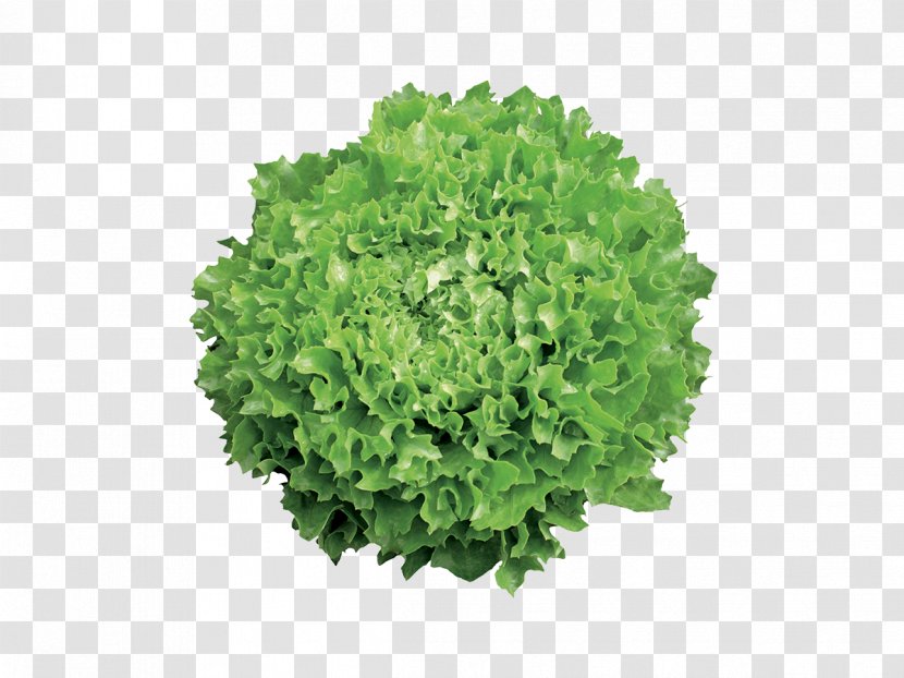 Romaine Lettuce Siu Yeh Collard Greens Close2real - Kale Transparent PNG