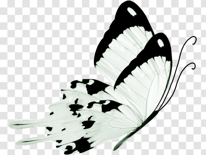 Butterfly Black And White - Fictional Character - Snow Pear Transparent PNG