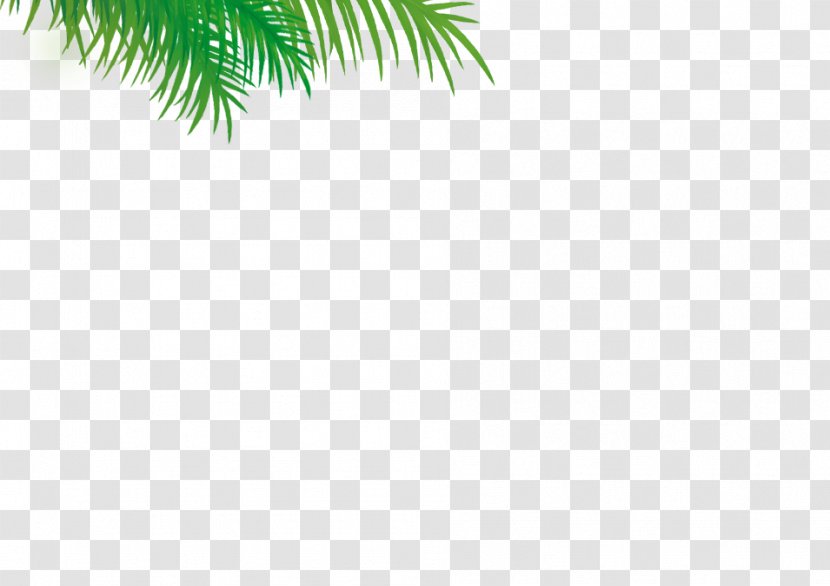 Evergreen Date Palm Leaf Pine - Sky Plc Transparent PNG
