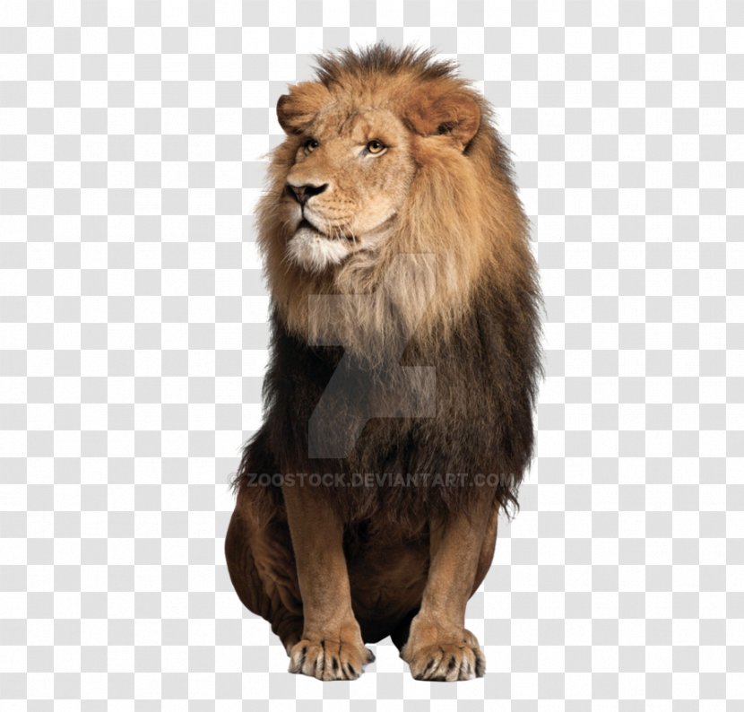 Tiger Jaguar Cat Liger African Lion - Sitting Down Transparent PNG