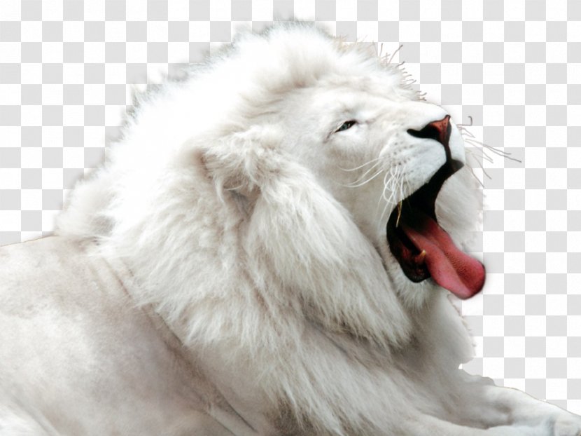 Kimba The White Lion Felidae Big Cat - Yawn - Bit Too Wild Transparent PNG