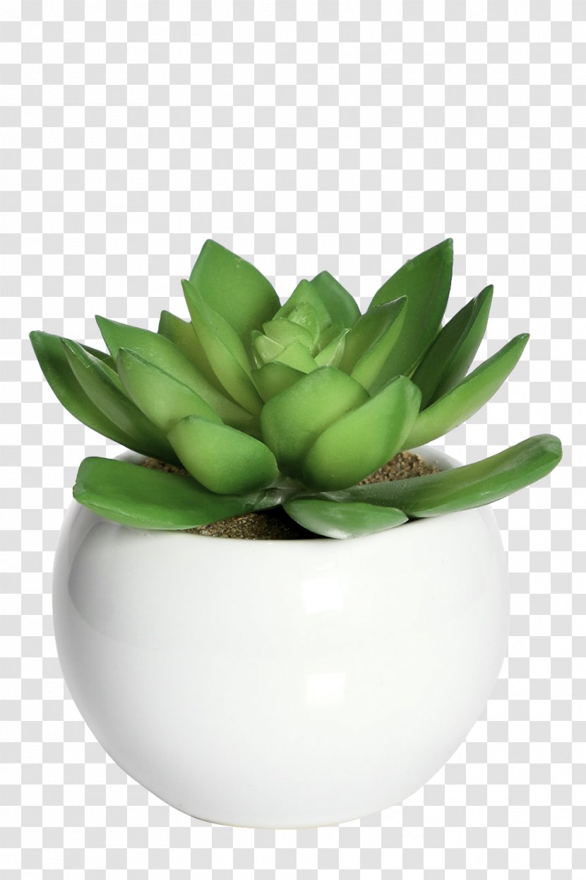 Flowerpot Plant Lil Paradise Renting Artificial Flower Transparent PNG