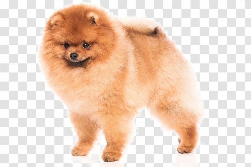 German Spitz Klein Pomeranian Mittel Finnish Volpino Italiano - Snout - Puppy Photo Transparent PNG