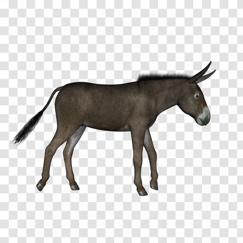Donkey Pixabay - Stallion - Walking Transparent PNG