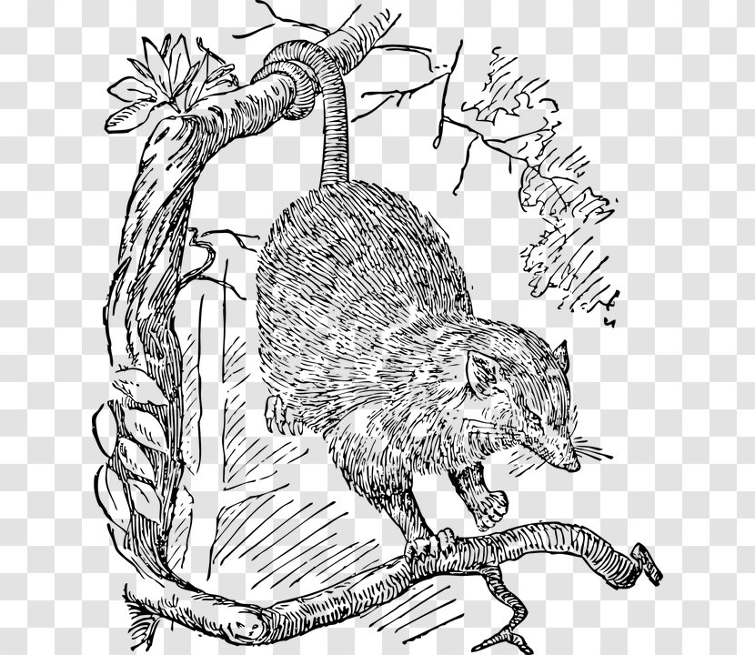 Opossum Drawing Phalangeriformes Clip Art - Cat - Tree Transparent PNG