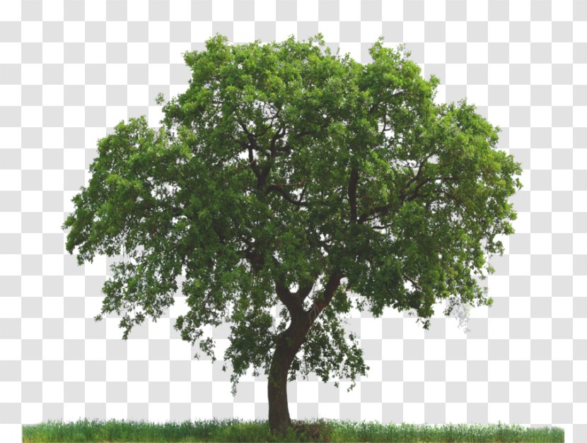 Tree Oak Pruning Arborist Nursery Transparent PNG