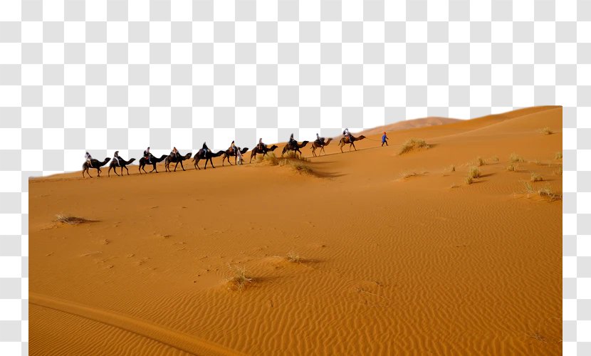 Desert Sand Erg Aeolian Landform Sahara - Camel Landscape Transparent PNG