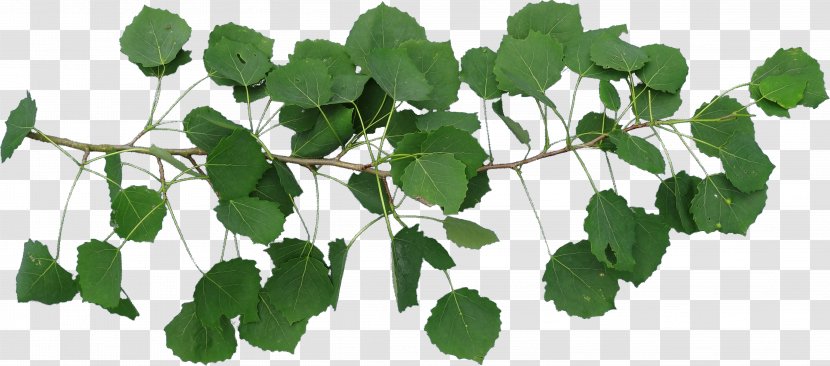 TT Leaf Plant Stem - Branch - Dynamic Picture Transparent PNG