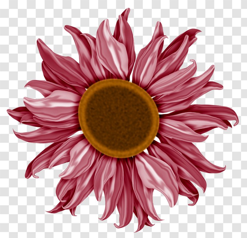 Chrysanthemum Transvaal Daisy Dahlia Cut Flowers - Red Sunflower Transparent PNG